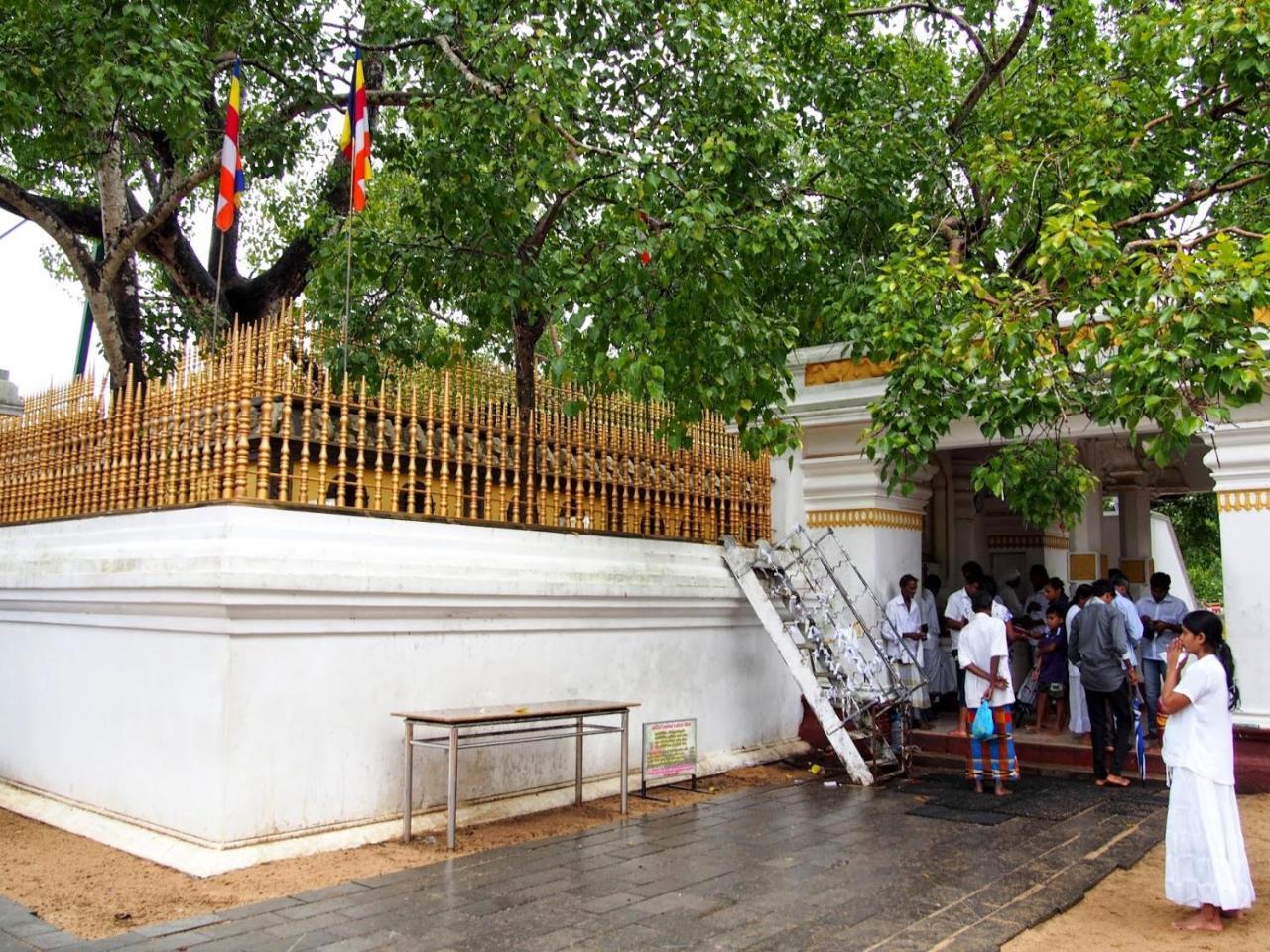 Olivia Homestay Anuradhapura Ngoại thất bức ảnh